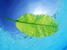 Синие воды зеленый лист